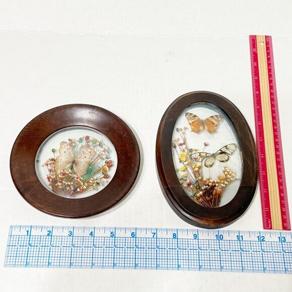 2 VTG Brazilia Collection Dunston Dried Flower Butterfly Wood Frame Oval + Round - Picture 7 of 9
